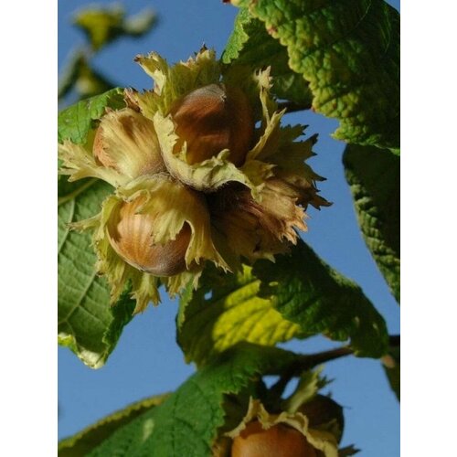 Семена Орех фундук Трапезунд (Corylus avellana Trapezund), 10 штук фотография