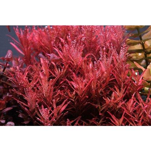 Растение аквариумное живое Ротала Реддиш (Rotala Reddish) 2 ветки по 10-15 см фотография