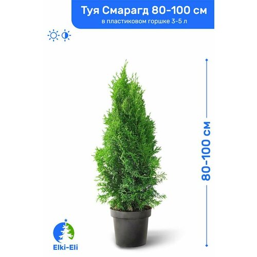 Туя западная Смарагд 80-100 см в пластиковом горшке 3-10 л, саженец, хвойное живое растение фотография