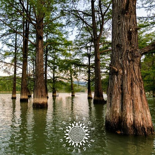 Семена Таксодиум двурядный - Болотный кипарис (лат. Taxodium distichum) 40шт фотография