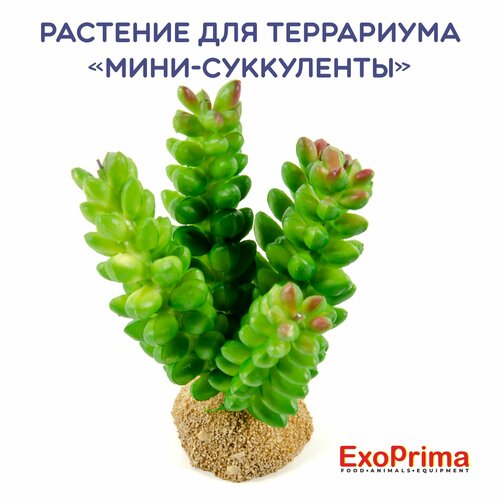 Растение для террариума EXOPRIMA 