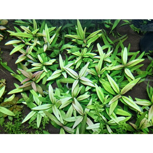 Растение аквариумное живое Гигрофила Иволистная (Hygrophila angustifolia) 2 ветки по 10-15см фотография