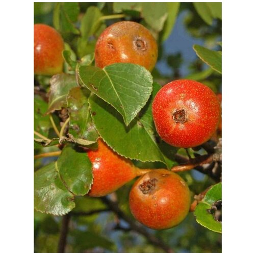 Семена Груша лесная (Pyrus communis pyraster), 15 штук фотография