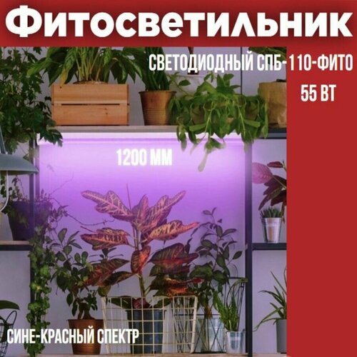 Светильник светодиодный СПБ-110-ФИТО сине-красный спектр 55Вт 1200мм IN HOME фотография