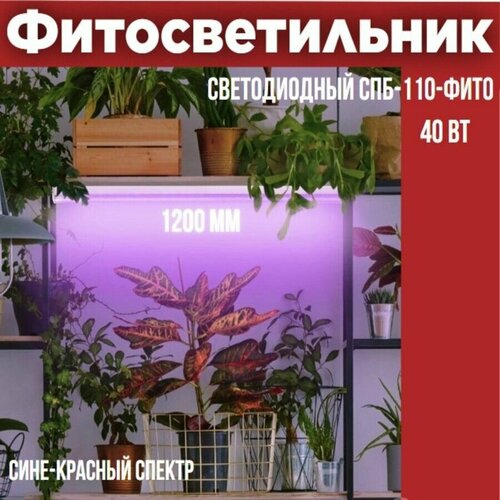 Светильник светодиодный СПБ-110-ФИТО сине-красный спектр 40Вт 1200мм IN HOME фотография