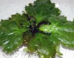 φωτογραφία ενυδρείο υδρόβια φυτά Sprite Νερό φτέρες, Ceratopteris pteridoides, πράσινος