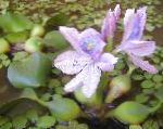 Vann Hyacinth
