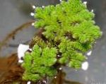 Water Fern characteristics and care