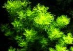Featherfoil characteristics and care