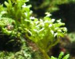 鋸歯状の緑の海藻
