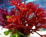 紅藻