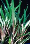 zdjęcie Akwarium Rośliny Wodne Cryptocoryne Albida, Zielony