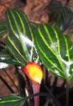 Фото Аквариум Аквариумные Растения Криптокорина сердцевидная, Cryptocoryne cordata, зеленый