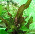 Freshwater Plants Lagenandra meeboldii Photo