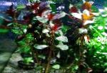 Foto Akvarij Vodene Biljke Ludwigia Palustris, crvena