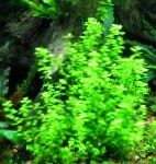 Micranthemum Umbrosum  fotografie