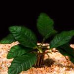 Anubias Coffeefolia  Foto