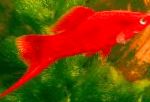 Фото Аквариумные Рыбки Меченосец, Xiphophorus helleri, красный