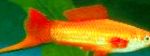 фотографија Акваријумске Рибице Свордтаил, Xiphophorus helleri, злато