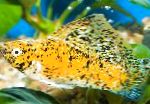 foto Aquariumvissen Sailfin Molly, Poecilia velifera, Geel