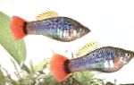 φωτογραφία τα ψάρια ενυδρείου Papageienplaty, Xiphophorus variatus, Ασήμι