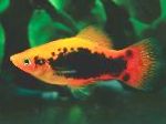 Papageienplaty characteristics and care