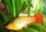 Papageienplaty characteristics and care