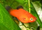 fotografie Akvarijné Ryby Papageienplaty, Xiphophorus variatus, červená