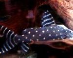 Synodontis Angelicus Silure