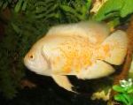 снимка Аквариумни Риби Тигър Оскар, Astronotus ocellatus, Жълт