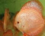 照 观赏鱼 红色铁饼, Symphysodon discus, 粉红色