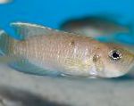Photo Aquarium Fish Neolamprologus brevis, Brown