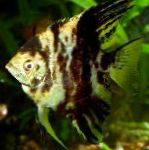 Angelfish Scalare egenskaber og pleje