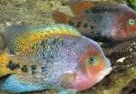φωτογραφία τα ψάρια ενυδρείου Cichlasoma Synspilum, Ποικιλόχρους