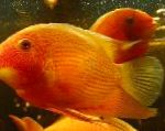 фотографија Акваријумске Рибице Северум, Cichlasoma severum, Heros serverus, црвен