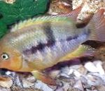 T-ბარი Cichlid