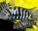 Convict Cichlid