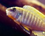 Cichlid, Тапир (Labeotrofeus Fuelleborna)