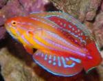 Filamented Flasher-Wrasse