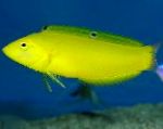 Yellow Wrasse, Golden Wrasse, Canary Wrasse