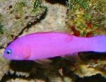 Purple Dottyback