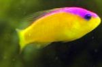 フォト 観賞魚 バックパープルストライプ正気を失って, Pseudochromis diadema, 黄