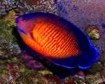 Korall Szépség Vitorláshal