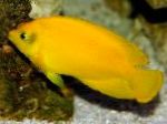 Keltainen Angelfish