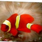 Yellowstripe Kastanjebruine Clownfish