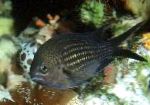 kuva Akvaariokaloille Chromis, Musta