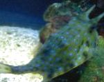 Longhorn Cowfish characteristics and care