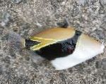 Humu Ορθογώνιο Triggerfish