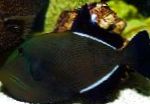 Havajské Černá Triggerfish