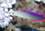 紫色の火の魚、装飾されたダーツの魚